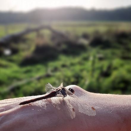 Libelle sitzt auf einer Hand