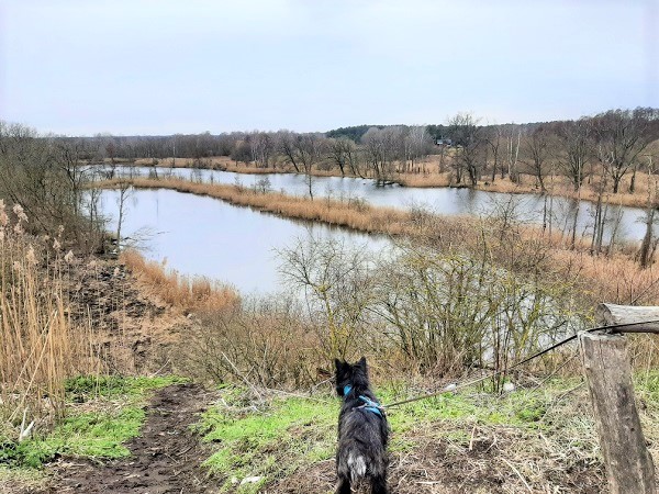schwarzer Hund schaut auf eine See